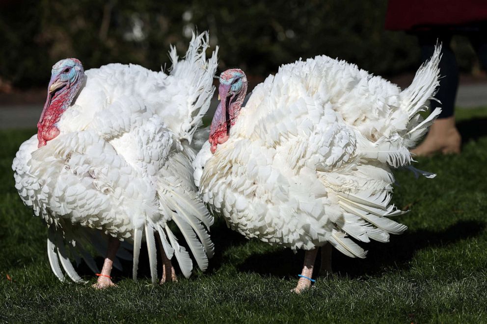 PHOTO: The National Thanksgiving Turkey and the alternate, Chocolate and Chip, wait to be pardoned by President Joe Biden on the South Lawn of the White House, Nov. 21, 2022.