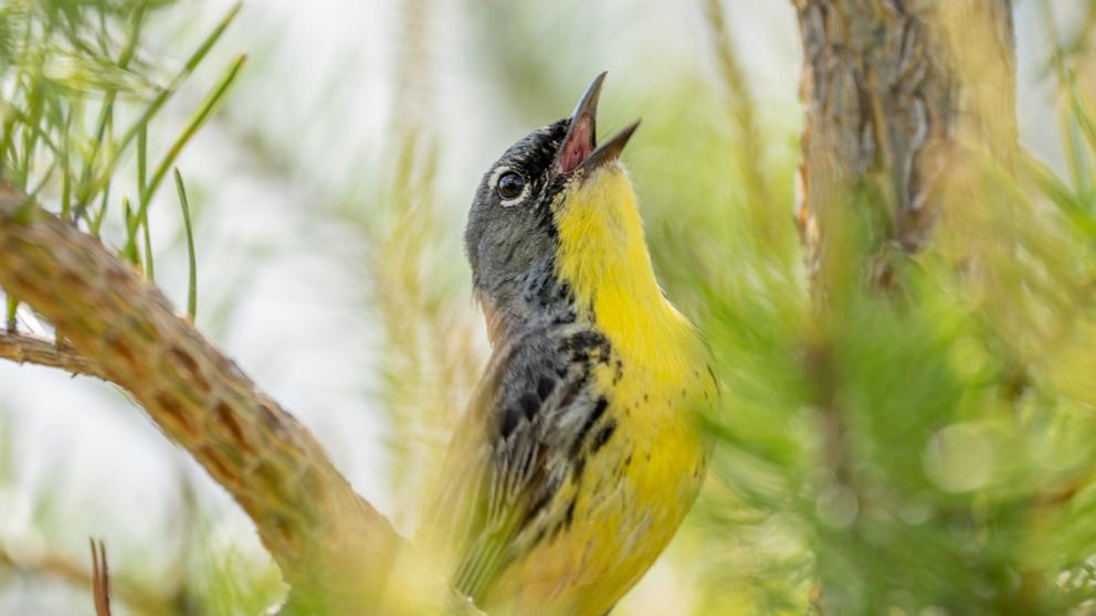 PHOTO: A Kirtland's Warbler singing for a mate.