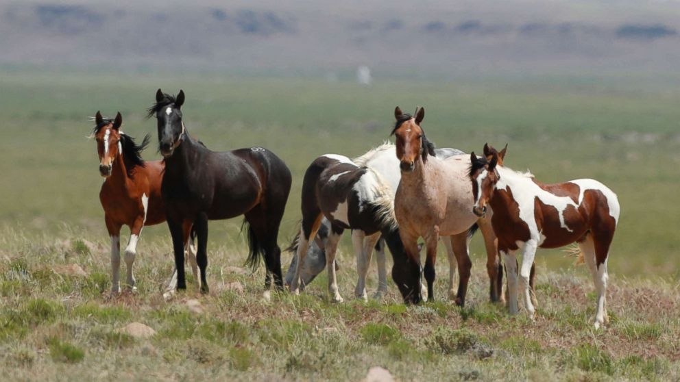 PHOTO: Wild horses roam free on state and some private land, outside federal disengaged horse management areas on May 31, 2017 outside Milford, Utah.