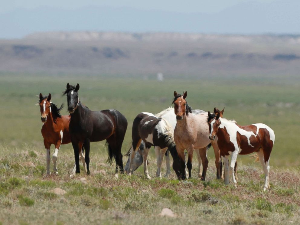 PHOTO: Wild horses roam free on state and some private land, outside federal disengaged horse management areas on May 31, 2017 outside Milford, Utah.