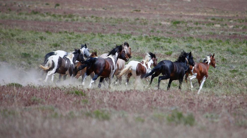 Wild horses roam free on state and some private land, outside federal disengaged horse management areas on May 31, 2017 outside Milford, Utah.