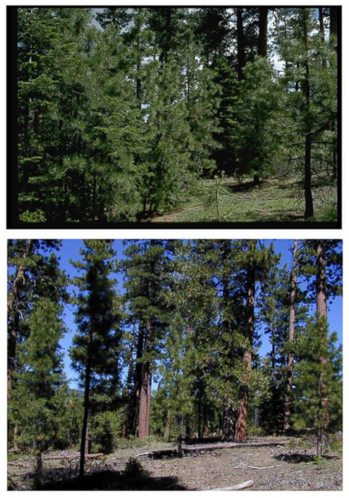 PHOTO: A Forest Service photo shows an area of ponderosa pines before and after the process of removing potential fuel for wildfires.