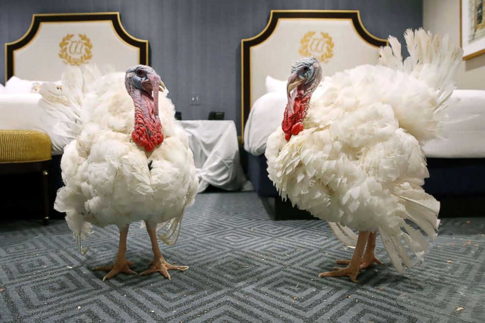 PHOTO: Two turkeys from South Dakota get comfortable in their room at the Willard InterContinental Hotel, after their arrival, Nov. 18, 2018, in Washington.