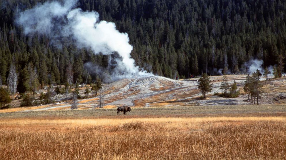 A bison grazes at Yellowstone National Park in Wyoming as a geyser emits steam in the background, in this file photo dated Oct. 2005. 