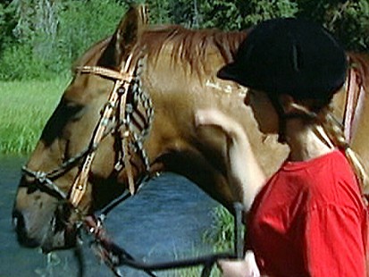 Wild Mustangs