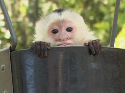 monkey