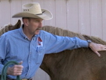 Meet Rare Breed of Wild Mustang