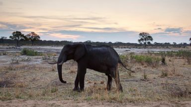 PHOTO: An African elephant is pictured in Hwange National Park in Zimbabwe, Nov. 19, 2012.