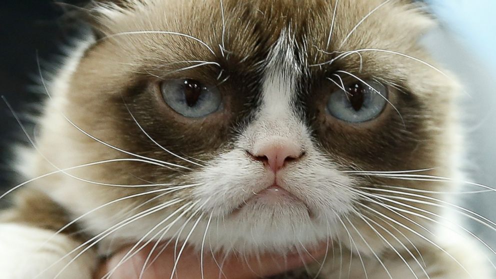 5 Celebrities Who May Be Earning Less Than Grumpy Cat Abc News