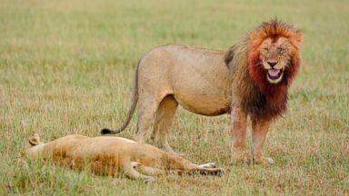 PHOTO: A male lion killed a female while zoo visitors watched, Nov. 17, 2013, in Dallas.