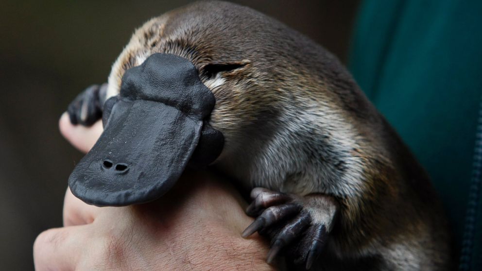An adult male platypus named Millsom is carried by his keeper at an animal sanctuary in Melbourne May 8, 2008.
