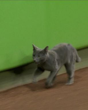 VIDEO: Miami Marlins game delayed after cat runs onto the field