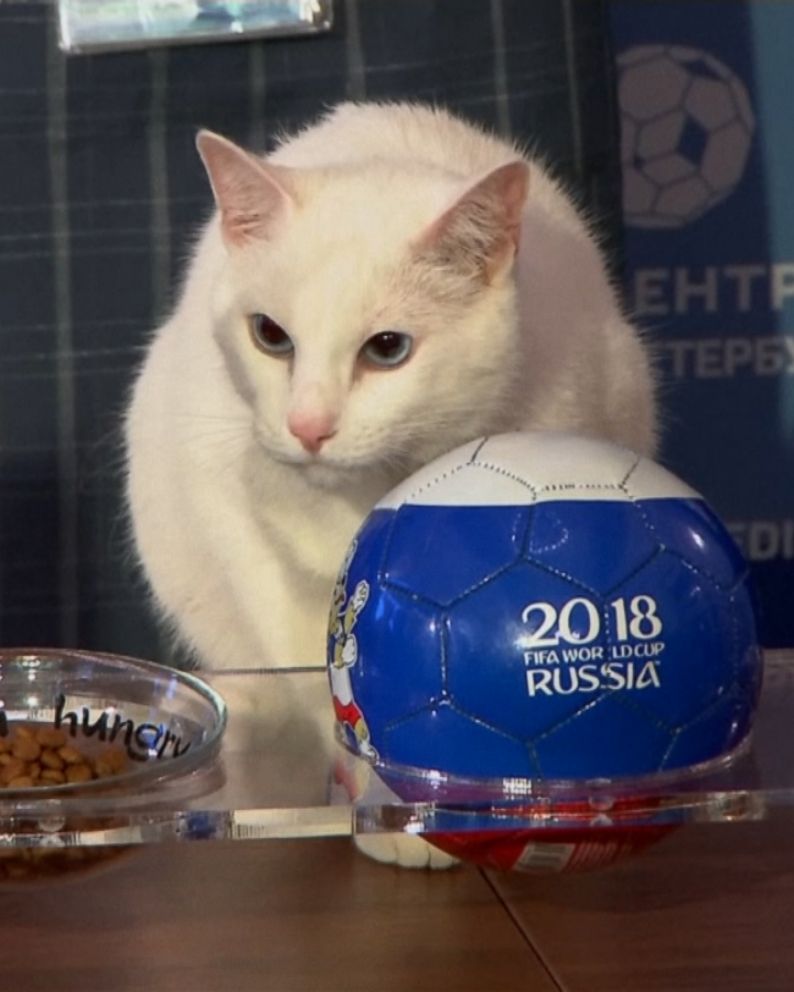 Achilles The Cat Becomes Official Soothsayer For Russian World Cup
