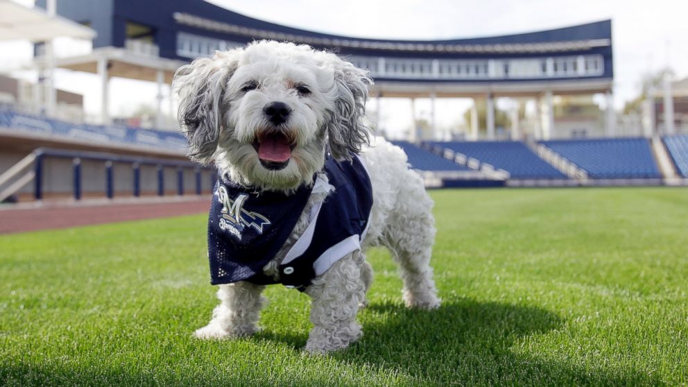 In this Feb. 22, 2014 photo, Milwaukee Brewers mascot, Hank, is at the team's spring training baseball practice in Phoenix. The team has unofficially adopted the dog and assigned the name, Hank, after baseball great Hank Aaron. 