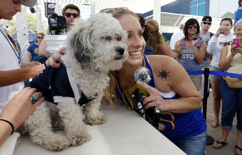 Meet Hank, the adorable stray dog who has become the Brewers' unofficial  mascot