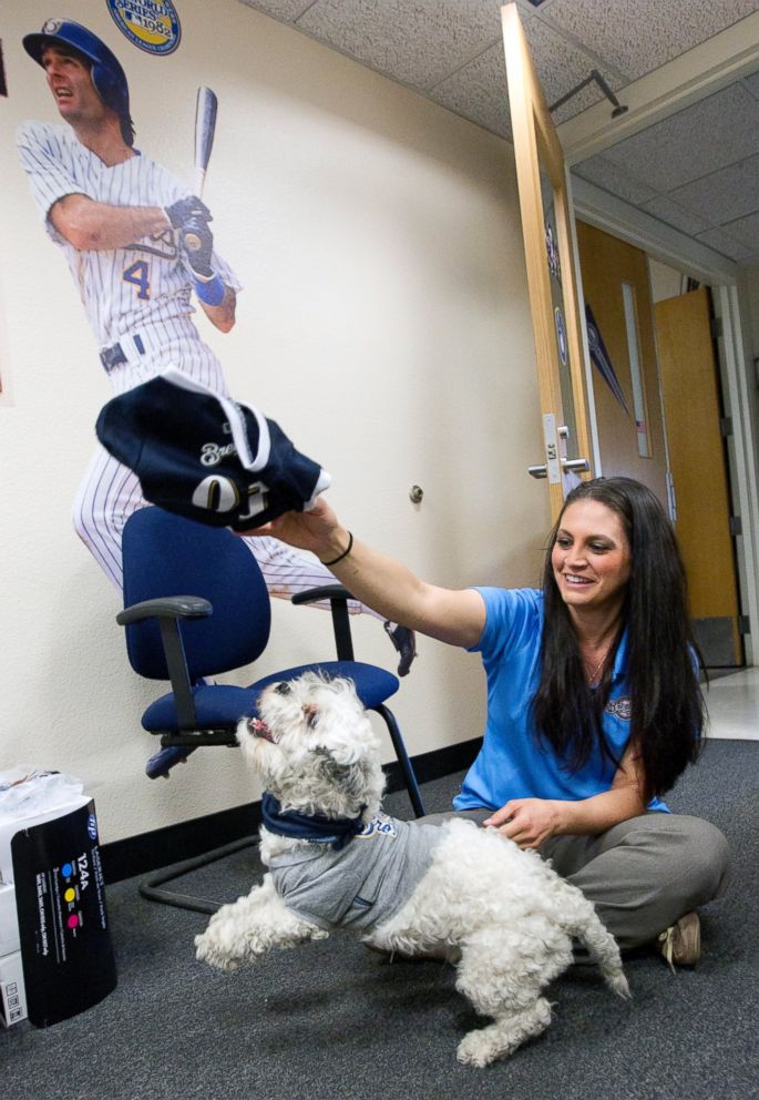 Meet Hank: The Brewers' Unofficial Mascot - ABC News