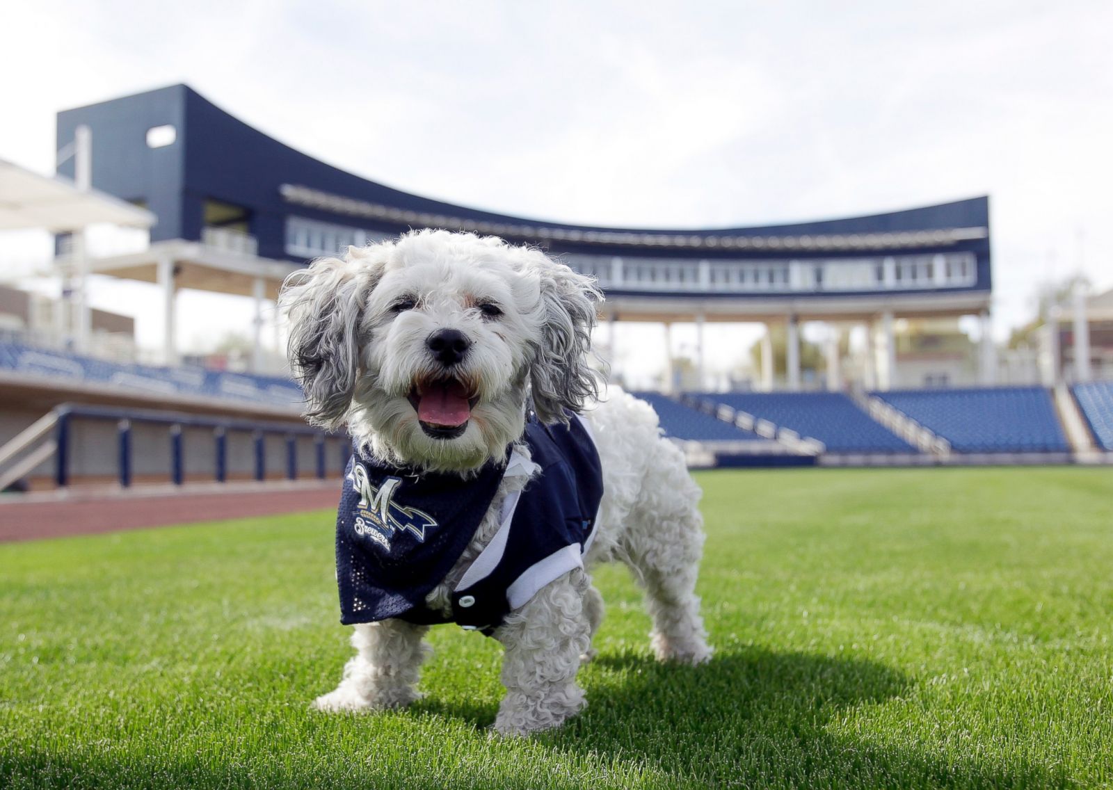 the brewers mascot