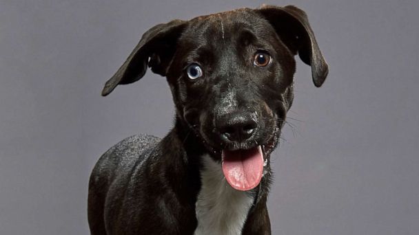 special needs dogs puppy bowl