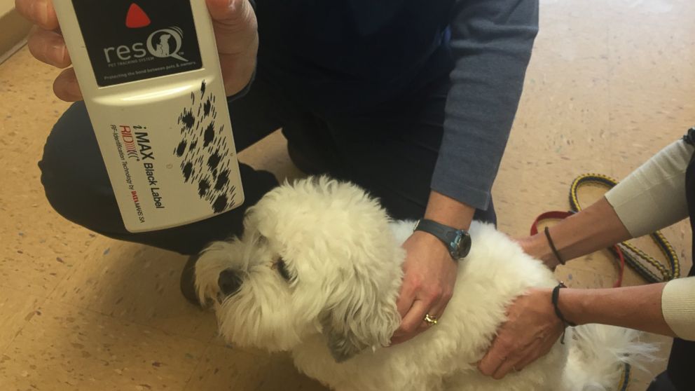 Hank the Ballpark Pup visits the Brewers