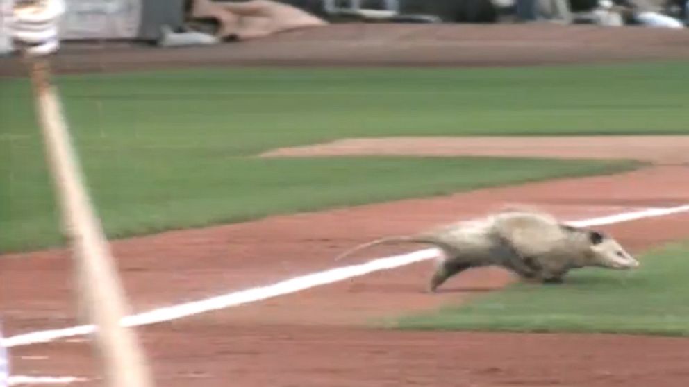 An opossum runs onto the field during a minor league baseball game between the Quad Cities River Bandits and Clinton LumberKings in Davenport, Iowa, July 30, 2014.