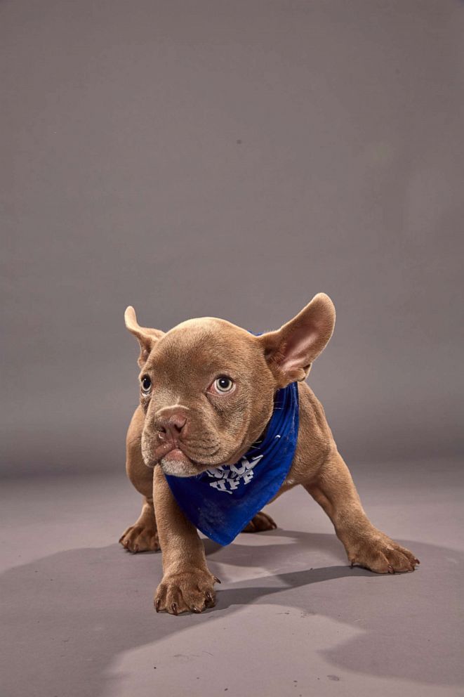 PHOTO: Rooster poses during Puppy Bowl XVI.