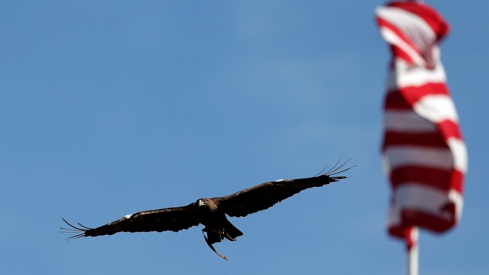 Auburn Retiring Golden Eagle Mascot Nova Abc News