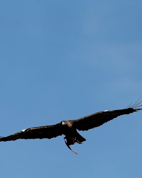 Auburn Retiring Golden Eagle Mascot Nova Abc News