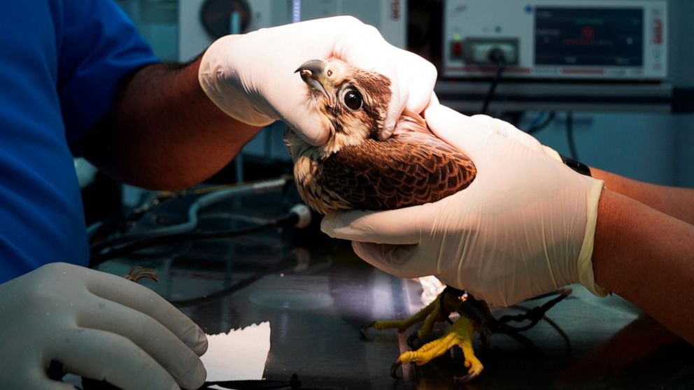 Veterinarians at the Souq Waqif Falcon Hospital work on a patient in Doha, Qatar, March 15, 2022. In the tiny, wealthy emirate of Qatar, the desert birds are among the nation's most pampered residents. Souq Waqif Falcon Hospital cares for the feather