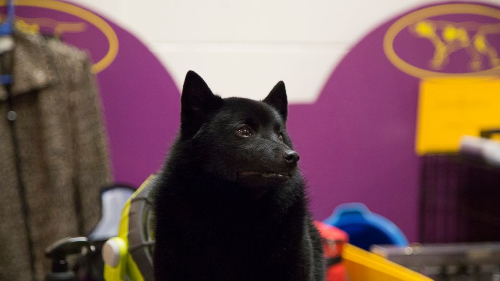 Colton the Schipperke sits backstage at Madison Square Garden during the Westminster Kennel Club Dog Show in New York, Tuesday, Feb. 12, 2019. A day after winning the nonsporting group and a place in the final ring of seven, Colton was ruled ineligib