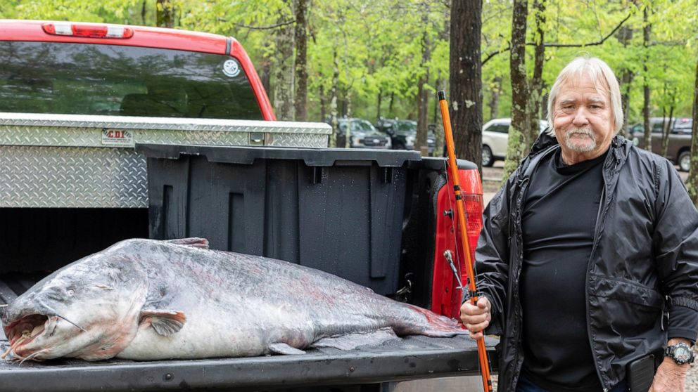 This April 11, 2022 photo provided by the Mississippi Department of Wildlife, Fisheries and Parks and taken in Jackson, Miss. shows Eugene Cronley of Brandon and the record setting 131-pound (59.4-kilogram) blue catfish he caught, April 7 in the Miss