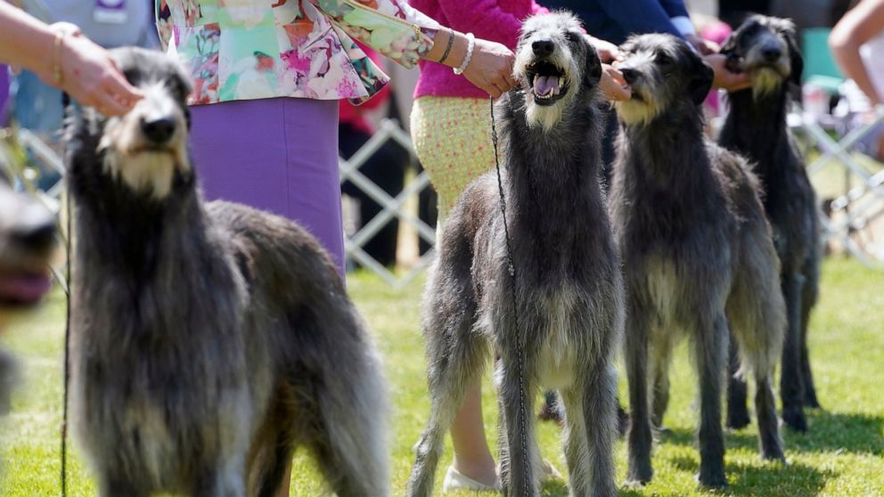 Scottish deerhounds are shown in the ring during the 146th Westminster Kennel Club Dog show, Monday, June 20, 2022, in Tarrytown, N.Y. (AP Photo/Mary Altaffer)