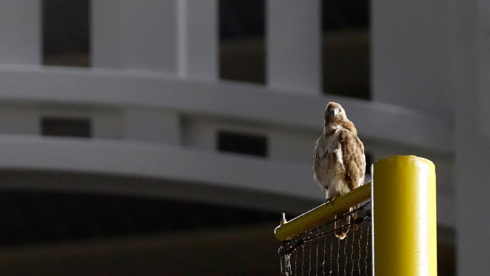 A red-tailed Hawk sits atop the right field foul pole at Yankee Stadium during a baseball game between the New York Yankees and the Toronto Blue Jays, Tuesday, June 25, 2019, in New York. The red-tailed hawk has become a sensation in the Bronx, showi