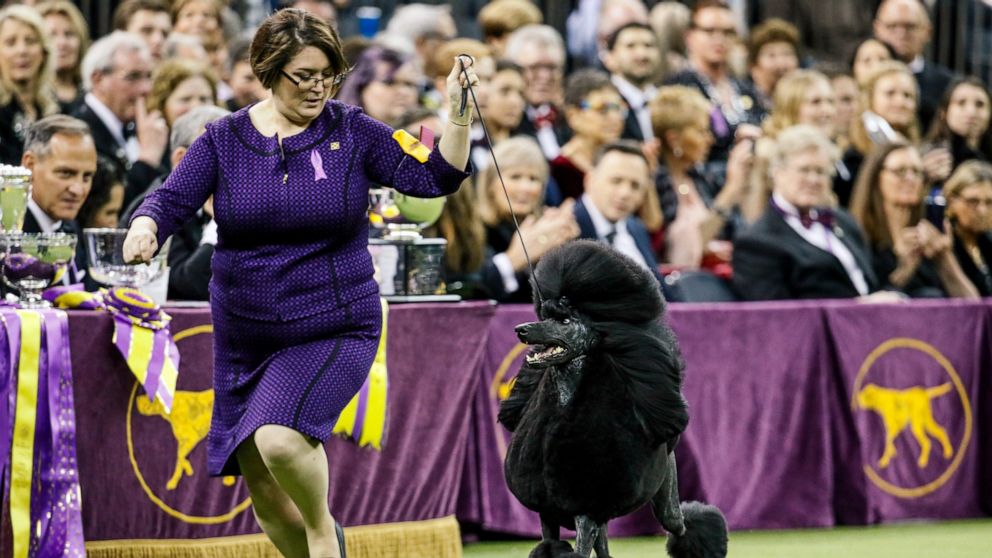 Westminster Dog Show Won T Have Spectators Due To Virus Abc News