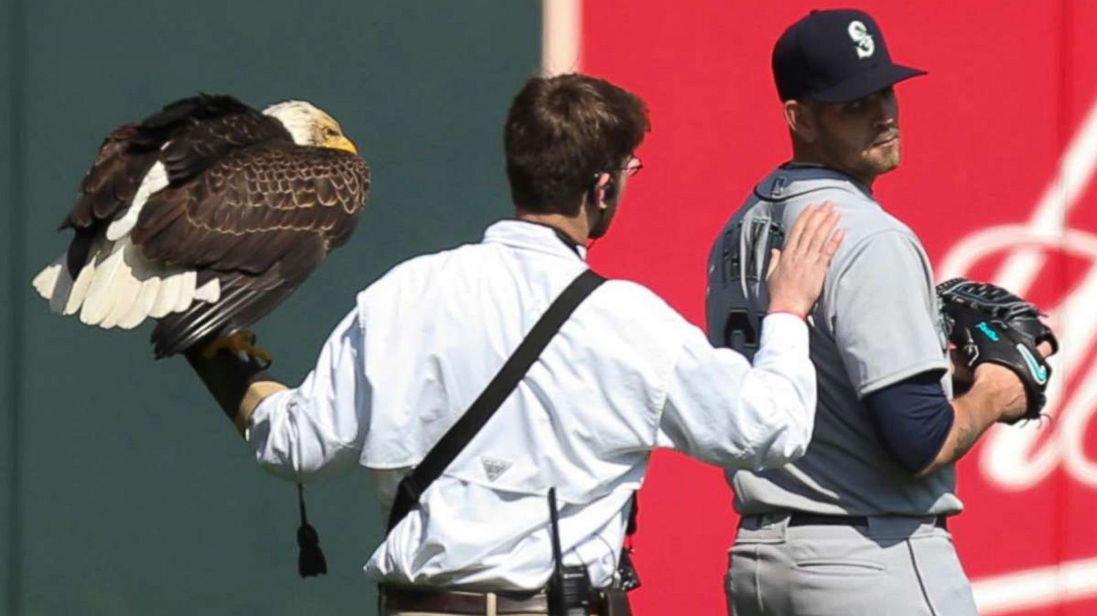 The eagle has landed -- on a baseball player dυring the national antheм -  ABC News