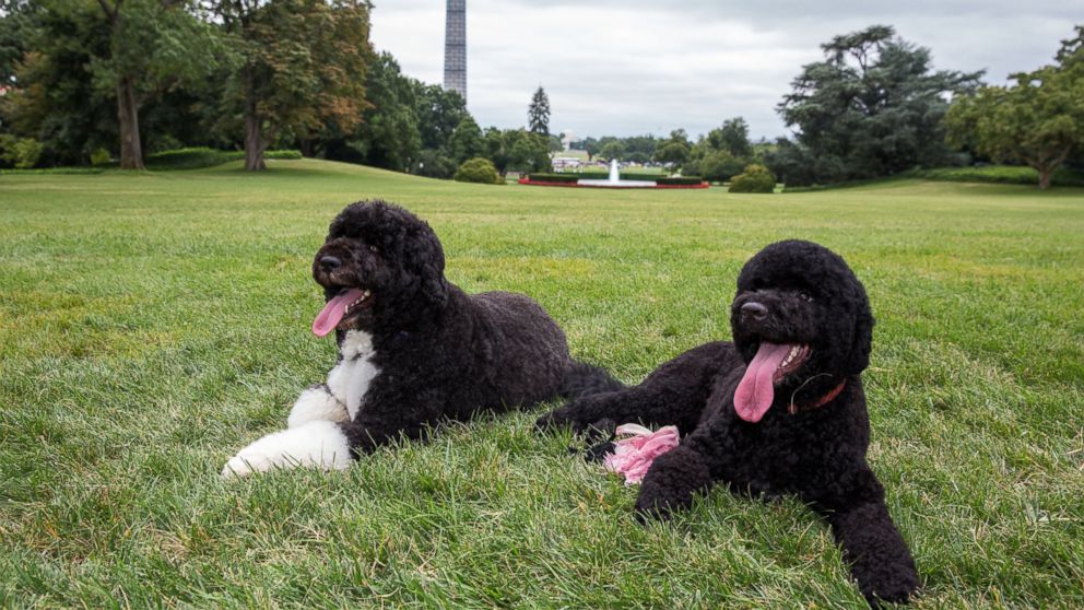 Bo and Sunny, the Obama family dogs, lay on the South Lawn of the White House on Aug. 19, 2013 in Washington, D.C.