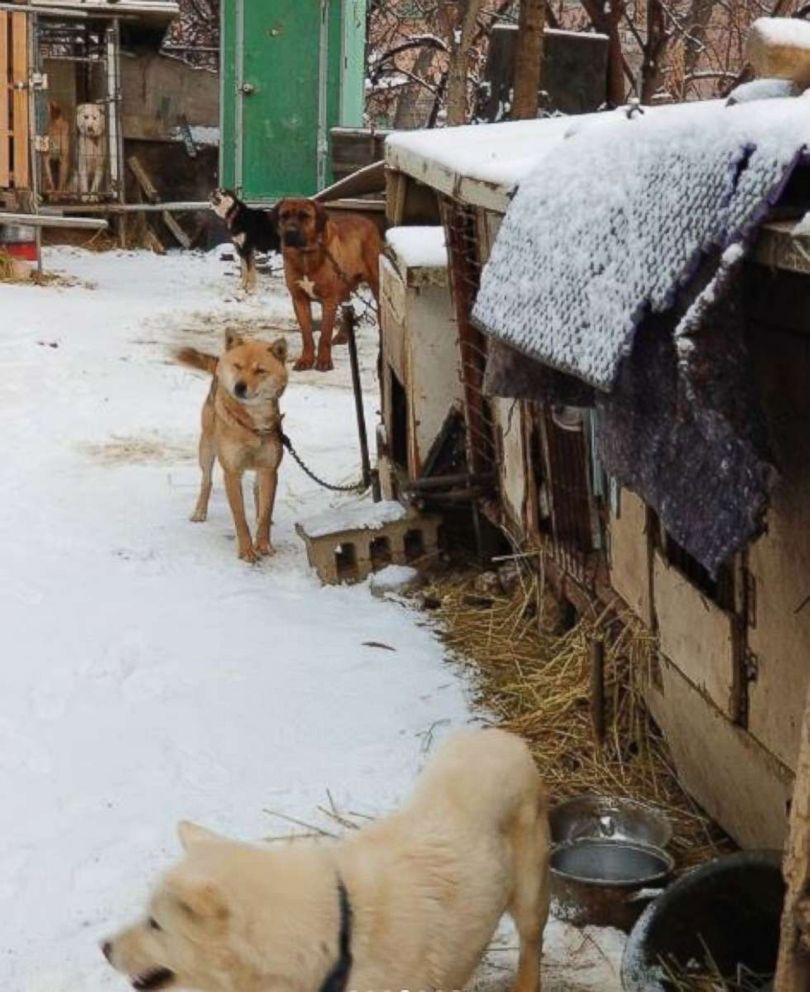 PHOTO: US Olympian Gus Kenworthy rescued a dog from this South Korean dog meat farm, which is shutting down. Kenworthy posted the photo on Instagram on Feb. 23, 2018.