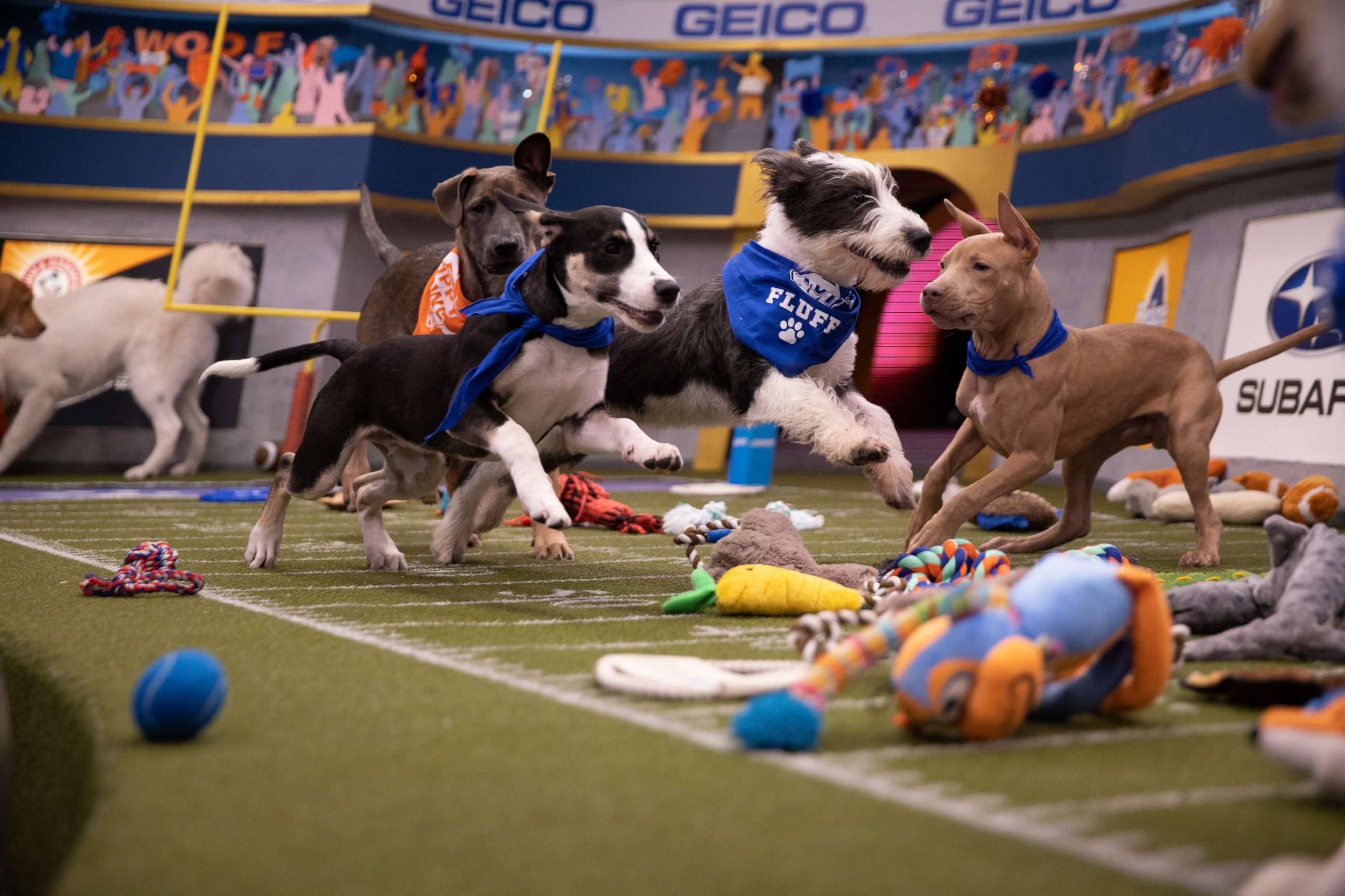 PHOTO: Puppies play on the field for Puppy Bowl XVI.
