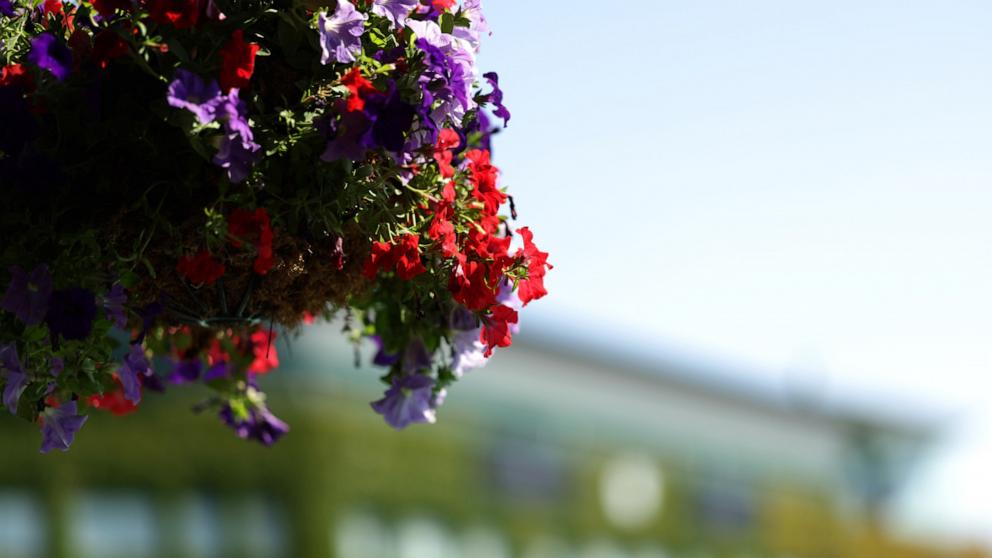 At Wimbledon, a master groundskeeper perfects tennis in ‘an English garden’