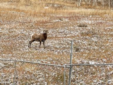 Bighorn sheep habitat to remain untouched as Vail agrees to new spot for workforce housing