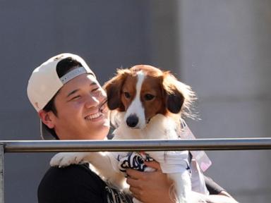 Meet Decoy Ohtani, perhaps the most valuable pet of the World Series