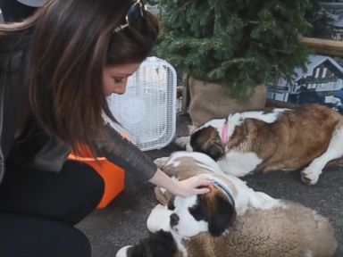 VIDEO: SXSW: Where Dogs Charge Phones