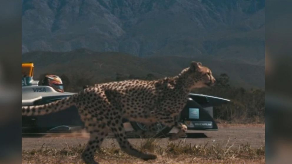 rwd high speed off road cheetah