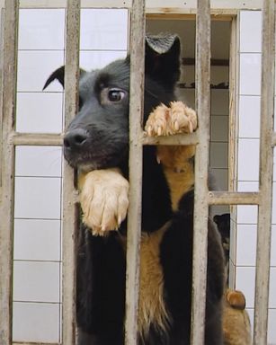 PHOTO: Zoom meetings have become the new norm for work and social events during the COVID-19 pandemic, and now you can videoconference with adoptable (and adorable) shelter dogs.