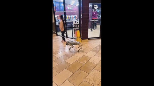 Robo dog goes for a walk at Texas mall
