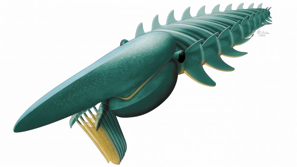This artist's rendering provided by Marianne Collins shows the filter-feeding anomalocaridid Aegirocassis benmoulae from the Early Ordovician (ca 480 million years old) of Morocco feeding on a plankton cloud.