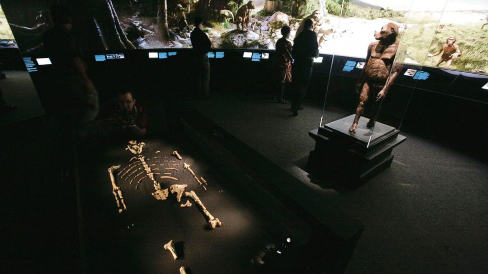 An exhibit featuring the 3.2 million year old Australopithecus afarensis skeleton called Lucy and an artist's life-sized model, right, are displayed during a press preview at the Houston Museum of Natural Science in Houston, Aug. 28, 2007.