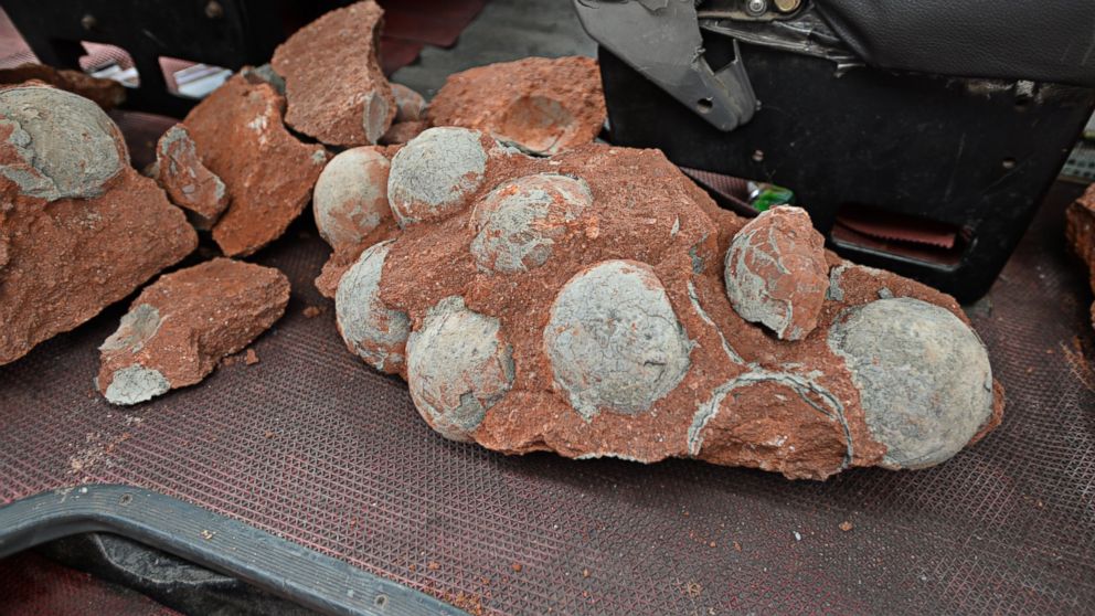 Fossilized dinosaur eggs were discovered during roadwork in Heyuan City, China on April 19, 2015.