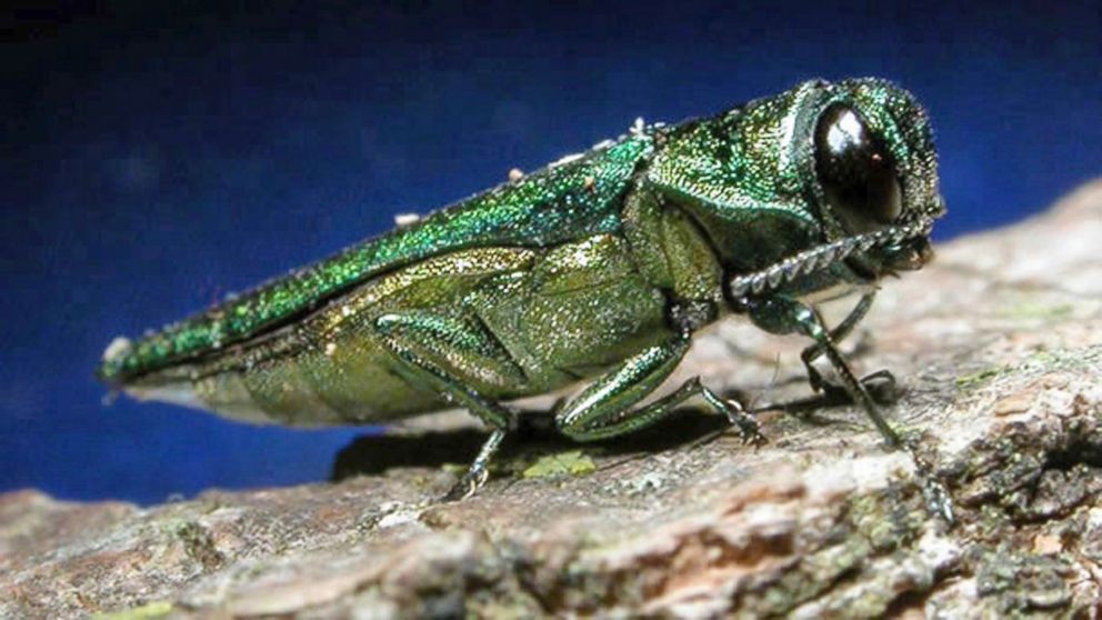 This undated file photo provided by the Minnesota Department of Natural Resources shows an adult emerald ash borer. 