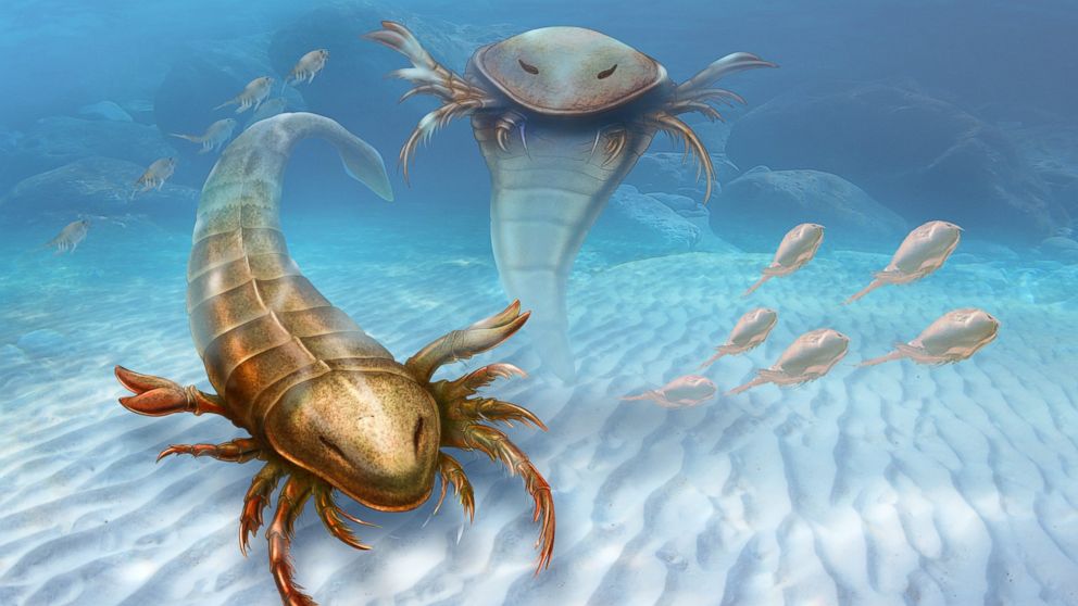 PHOTO: This rendering provided by Yale University shows a Pentecopterus decorahensis. Earth?s first big predatory monster was a weird water bug, newly found fossils show.