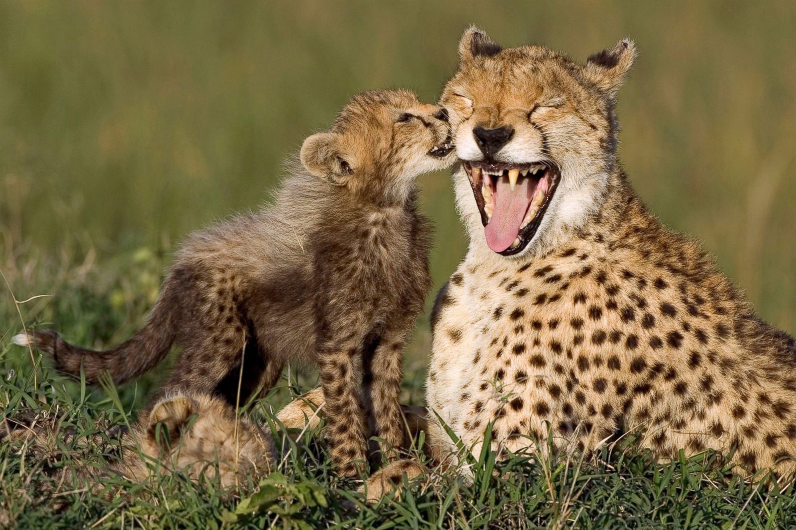 mother-s-day-in-the-animal-kingdom-photos-abc-news